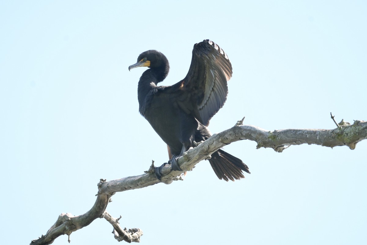 Double-crested Cormorant - Justin Riley