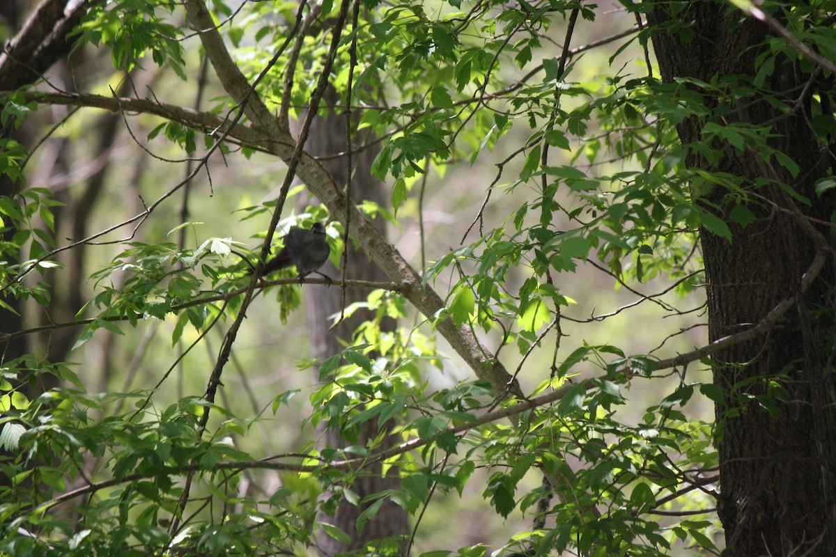 Gray Catbird - Jahnua Sahr