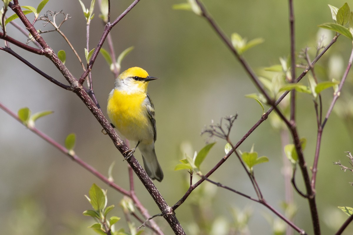 Brewster's Warbler (hybrid) - ML618822261