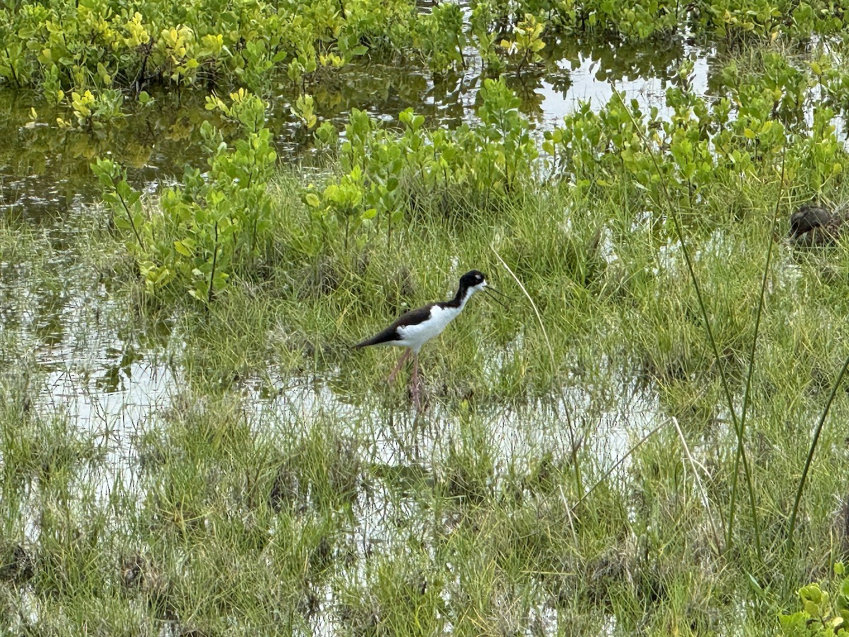 Black-necked Stilt (Hawaiian) - ML618822263
