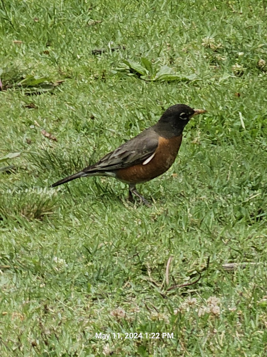 American Robin - ML618822268