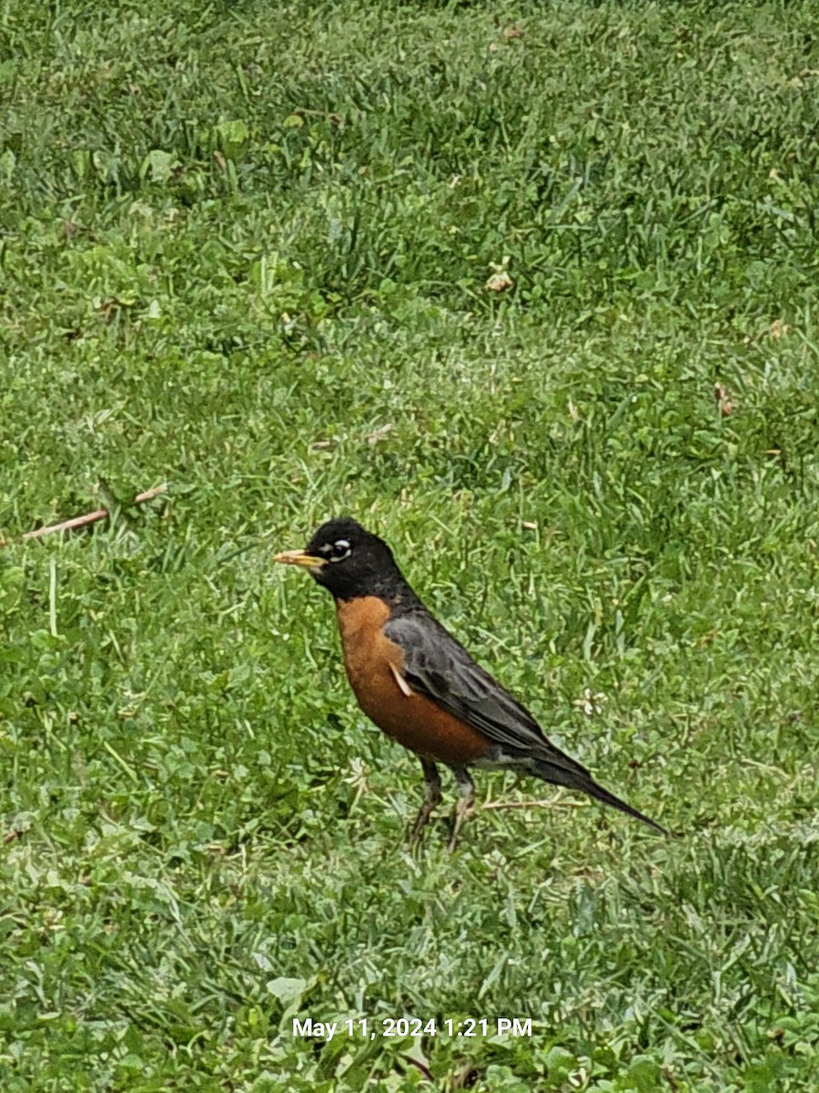 American Robin - Vicki Powell