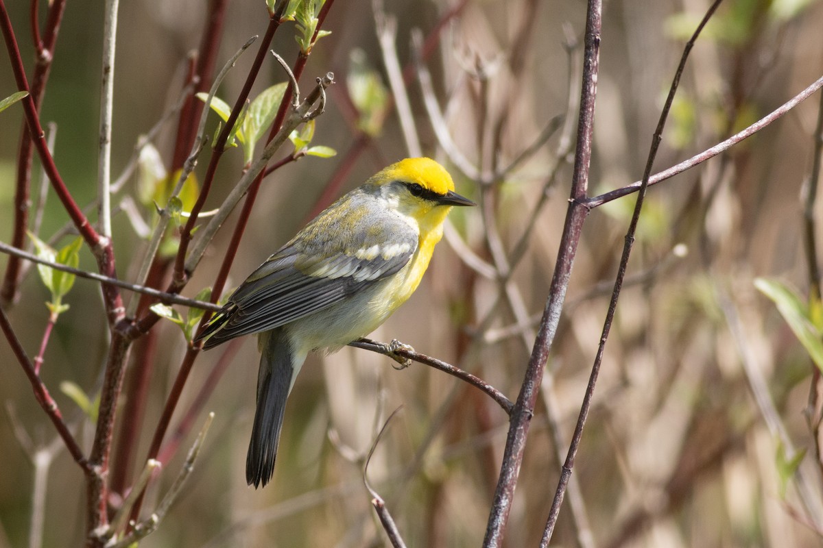 Brewster's Warbler (hybrid) - ML618822278
