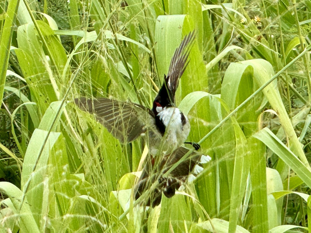 Red-whiskered Bulbul - ML618822283