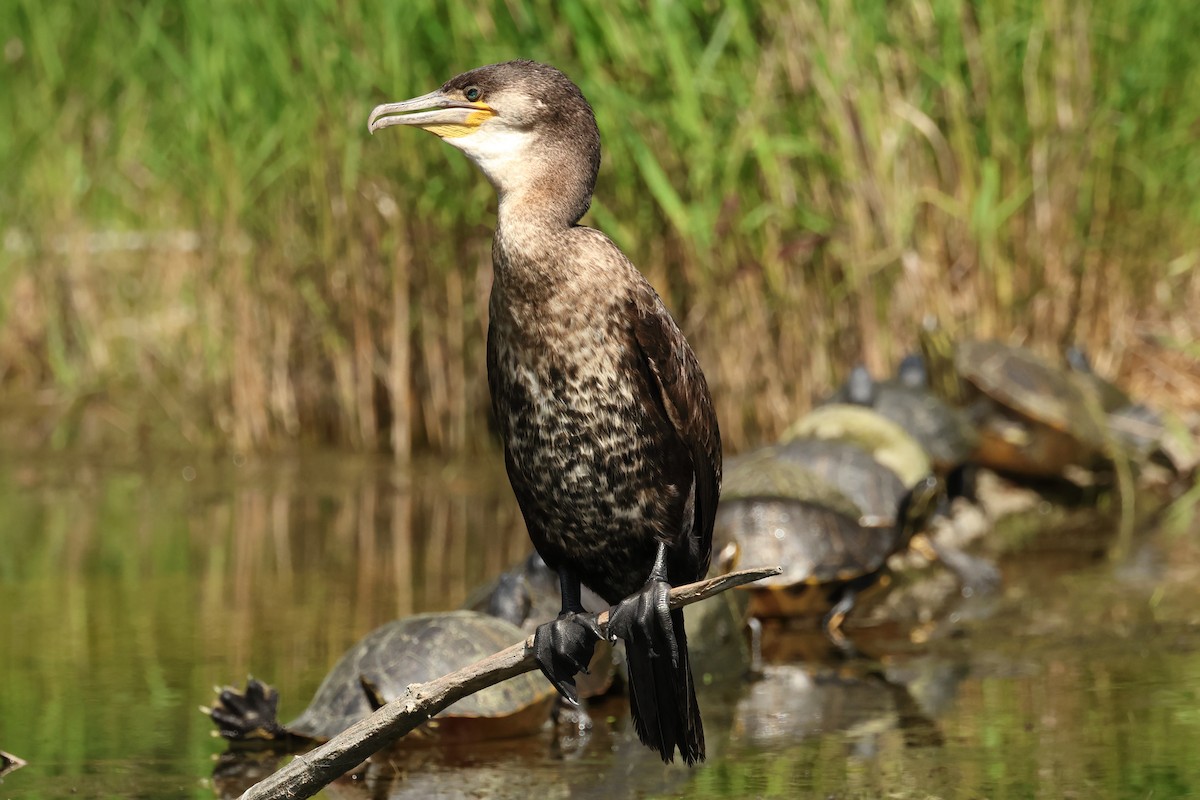 Great Cormorant - ML618822290