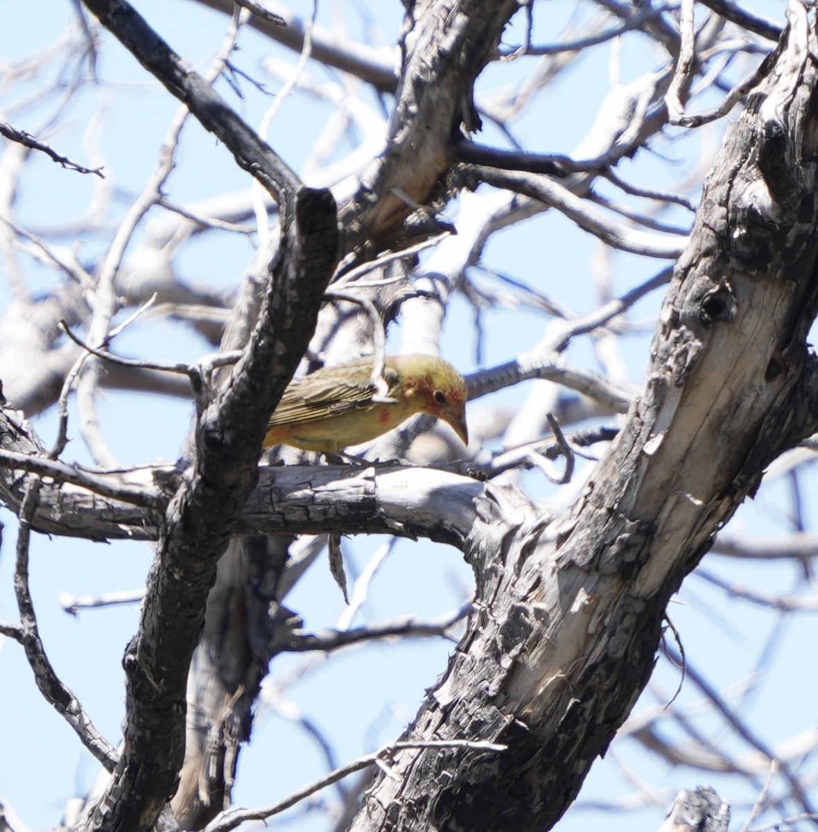 Summer Tanager - John Rhoades