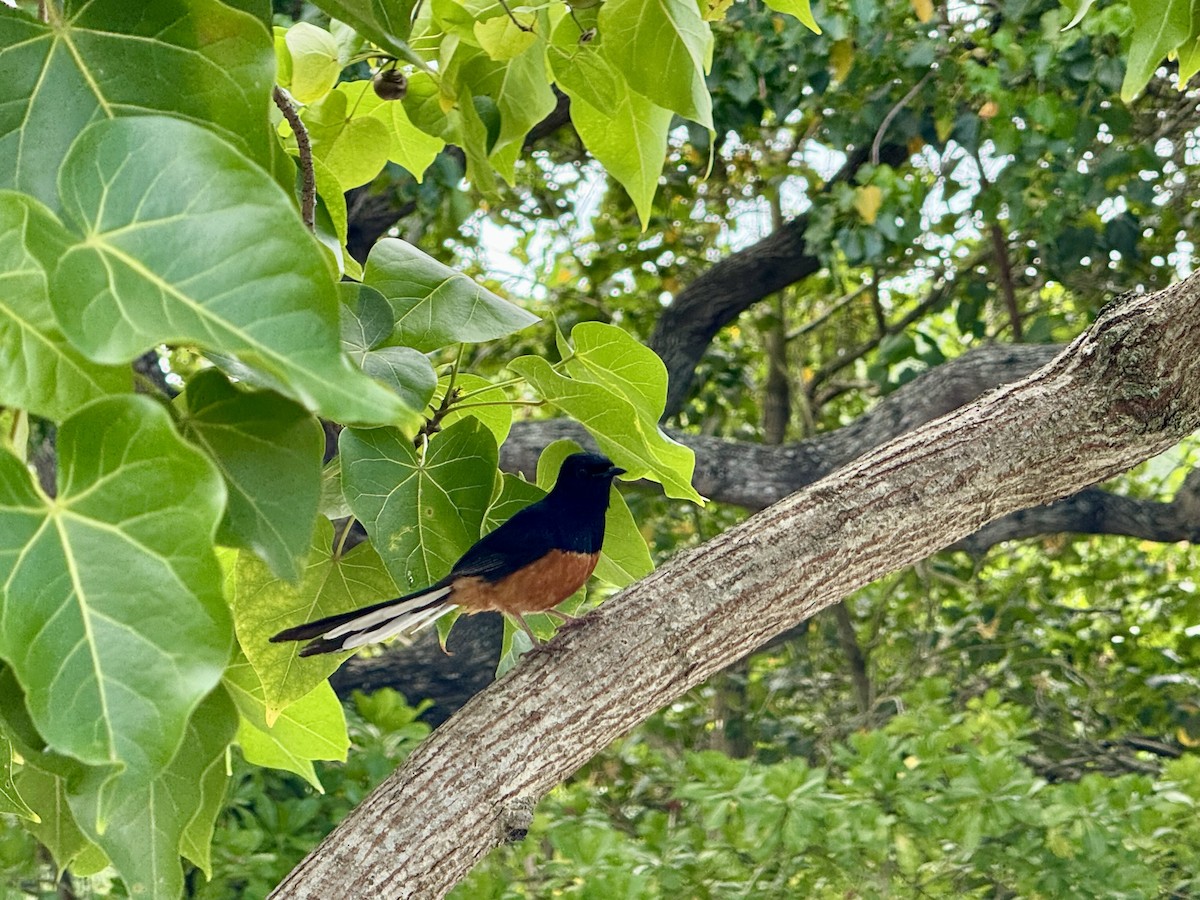 White-rumped Shama (White-rumped) - ML618822305