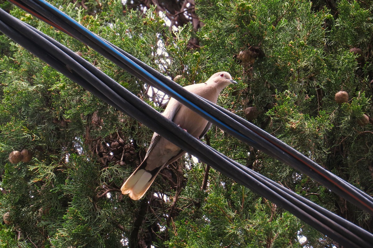 Eurasian Collared-Dove - Leah Kim