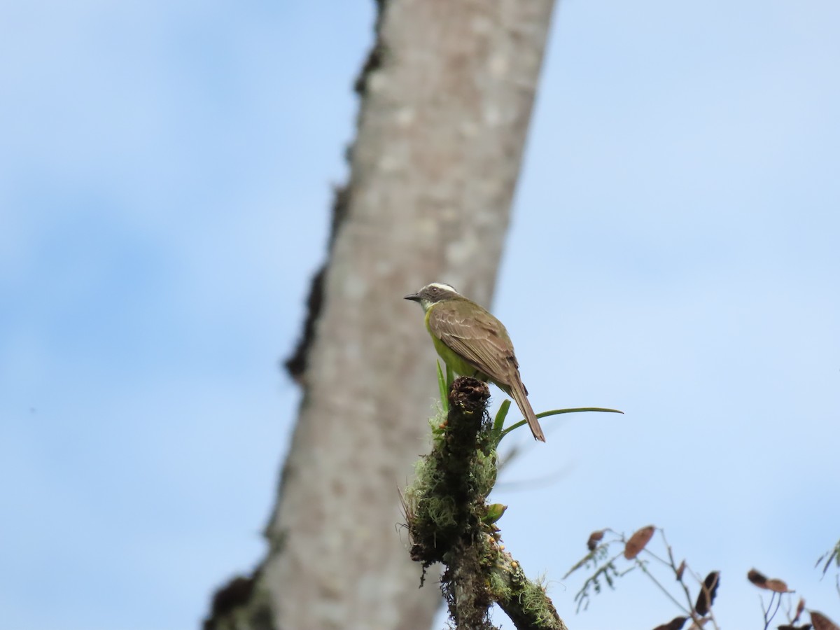 Social Flycatcher - Cristian Cufiño