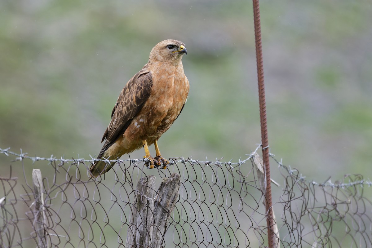 Common Buzzard (Steppe) - Paul Maury