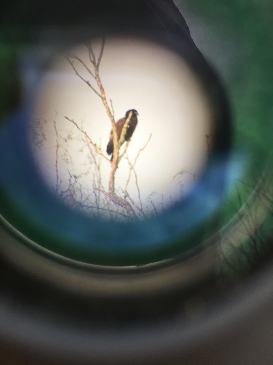 Hook-billed Kite - Sam Holcomb