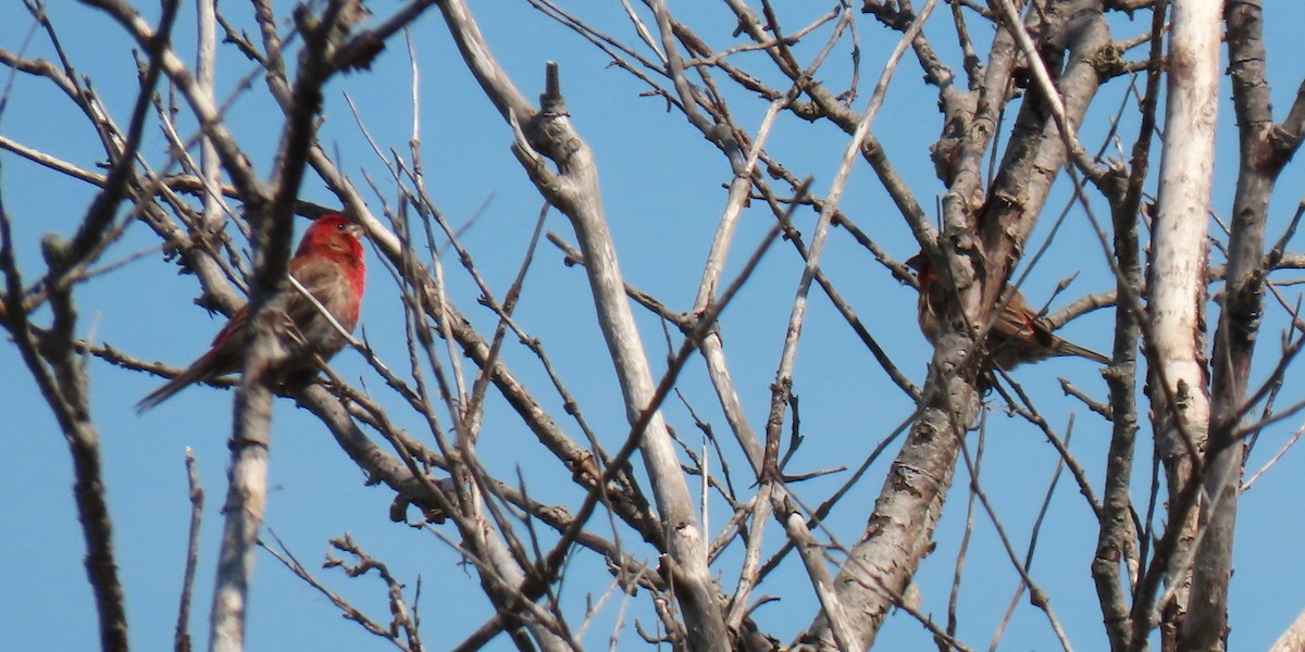 Purple Finch - John Gaglione