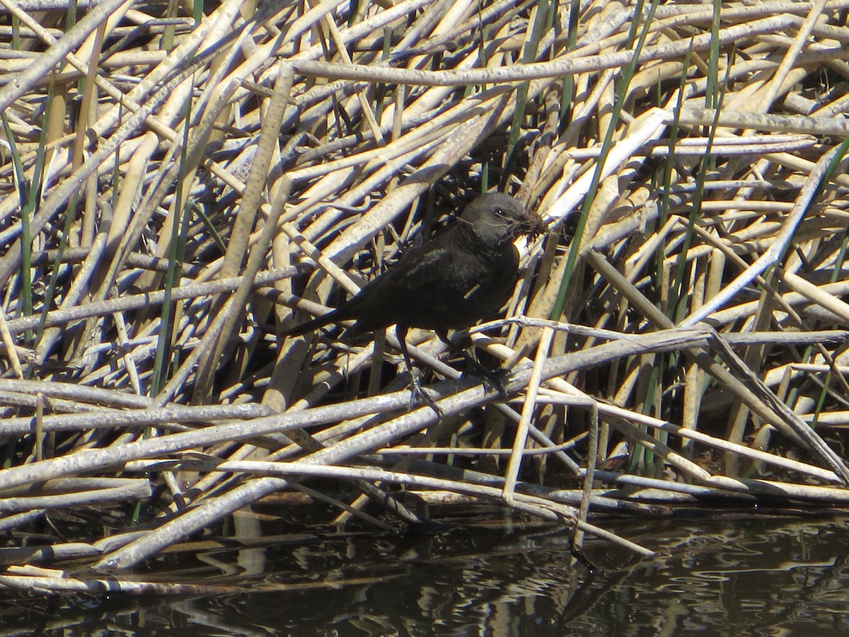 Brewer's Blackbird - ML618822333