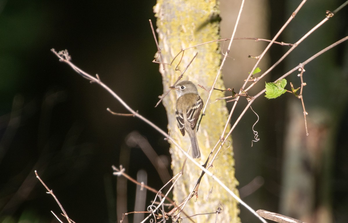 Least Flycatcher - Jill S. A