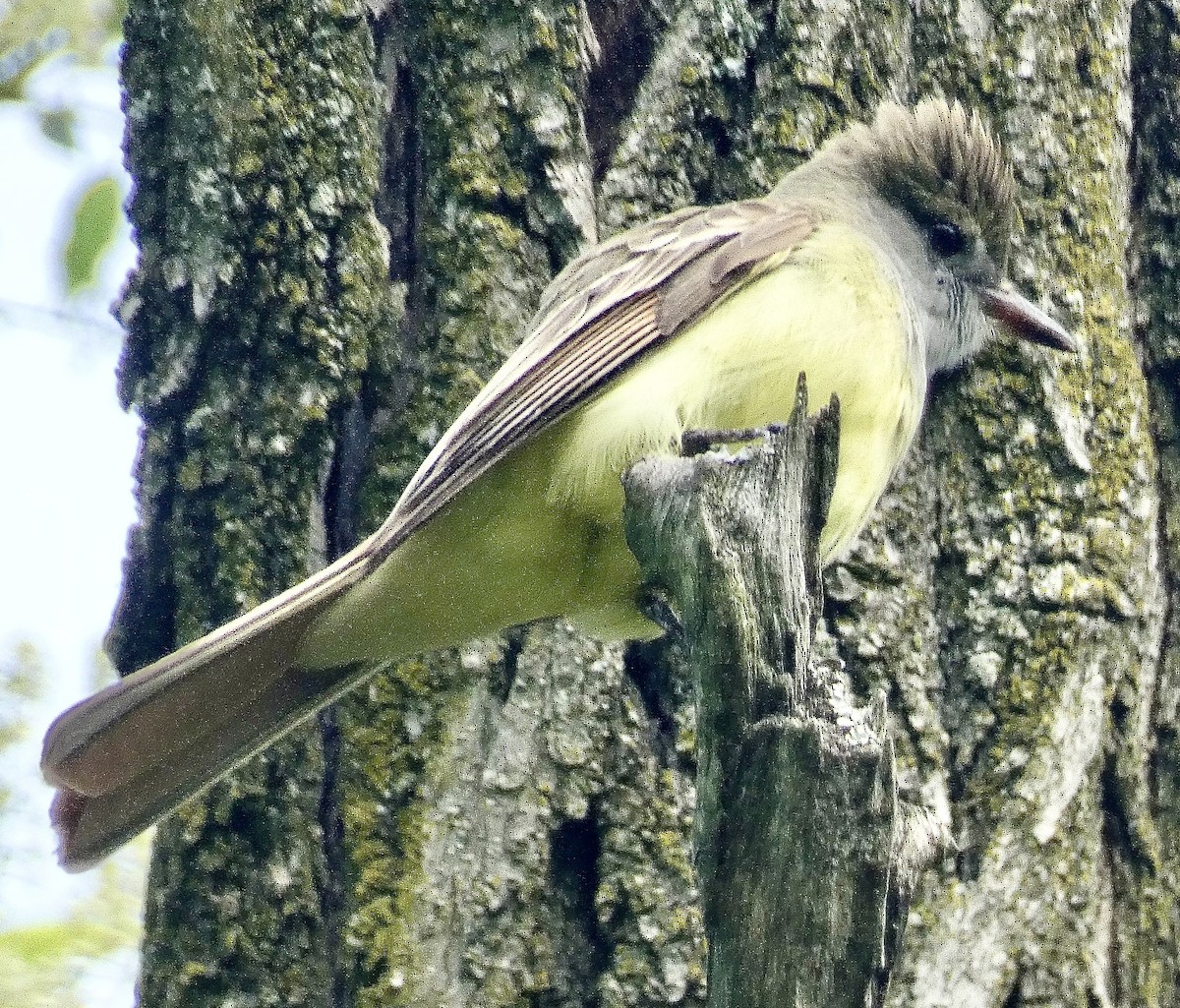 lundtyrann - ML618822346