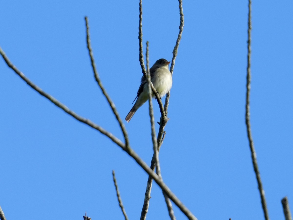 Eastern Wood-Pewee - Stacy Rabinovitz