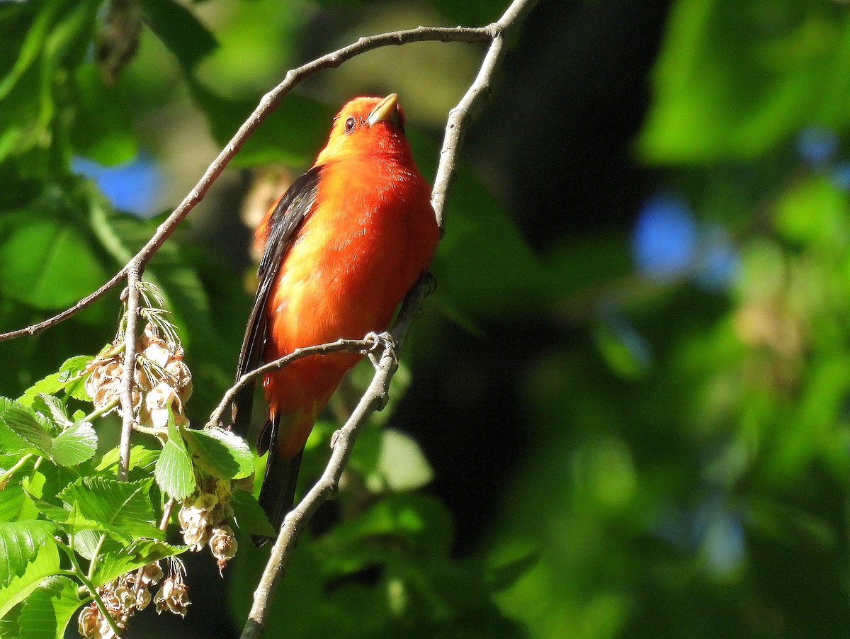 Scarlet Tanager - Asher Perkins