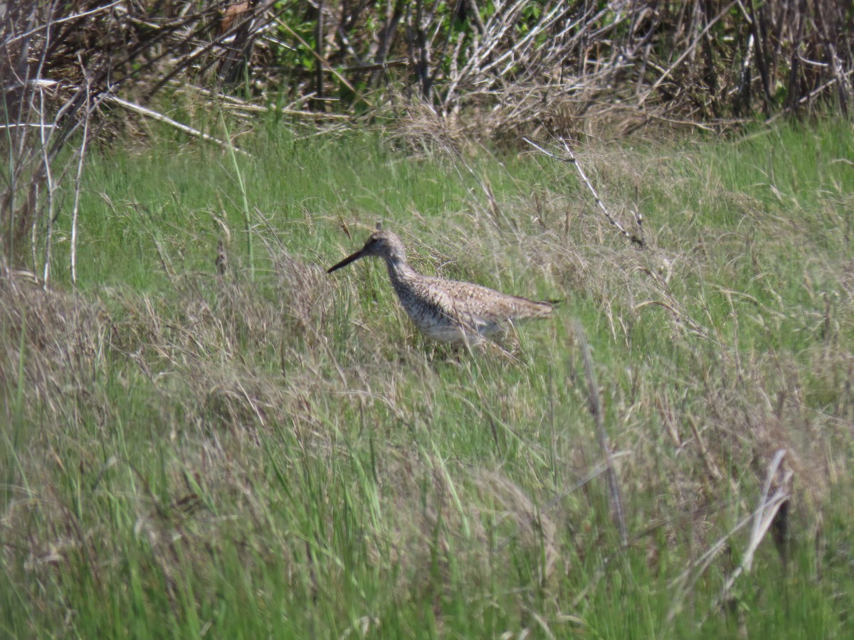 Willet - John Gaglione