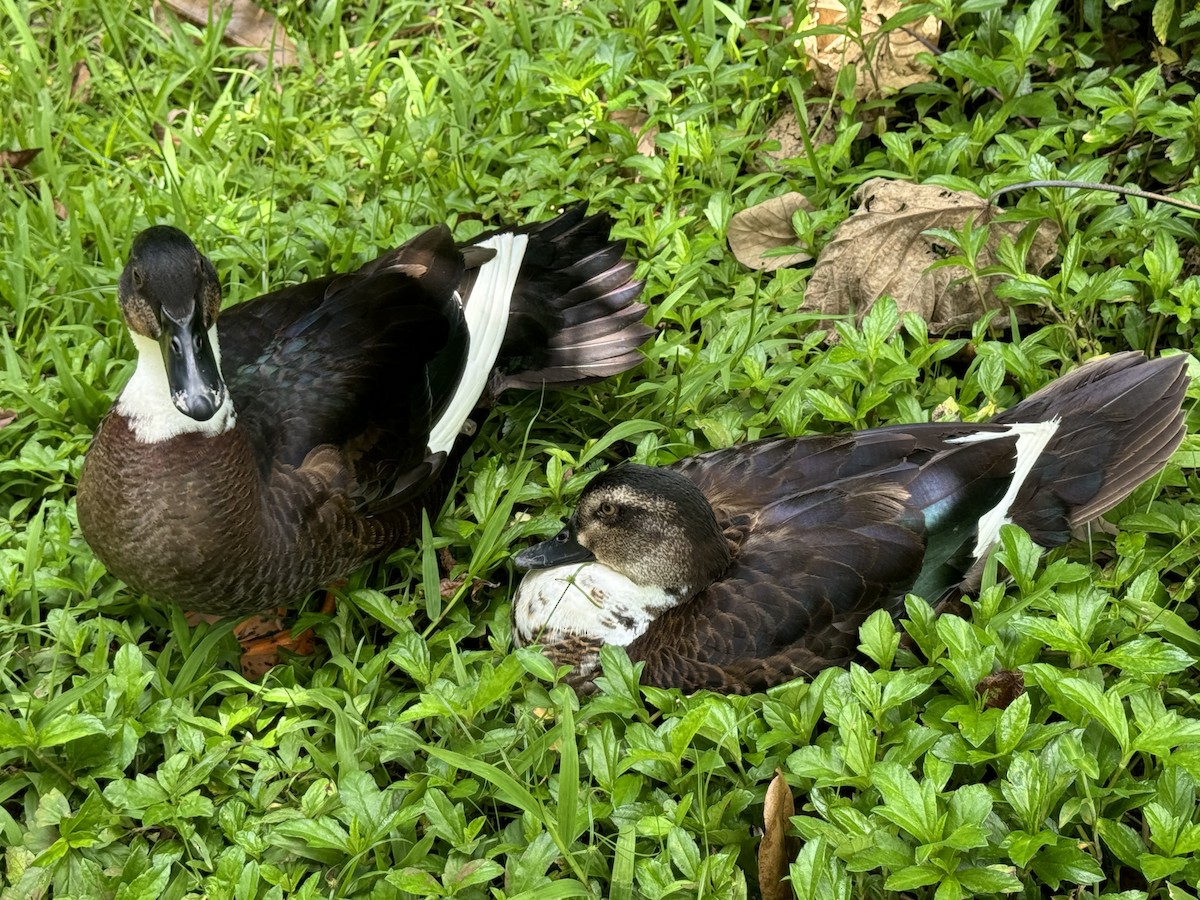 Mallard (Domestic type) - ML618822371