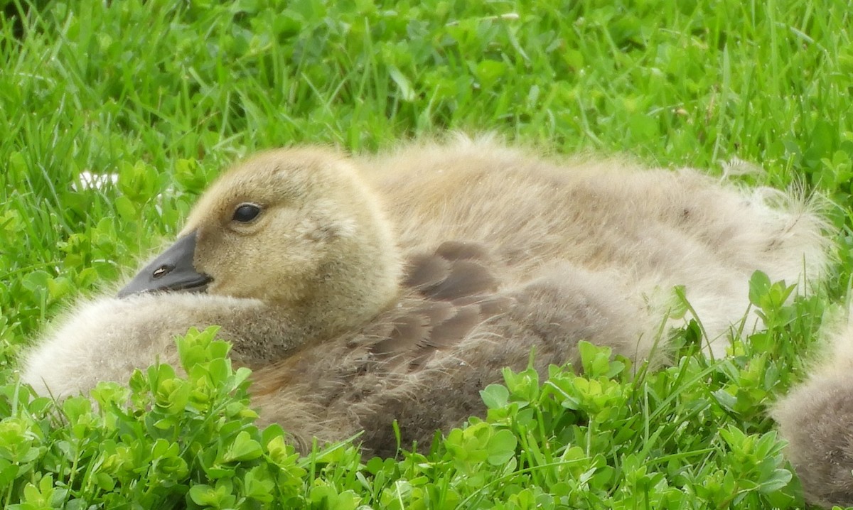 Canada Goose - JaniceAndKeith Moreau