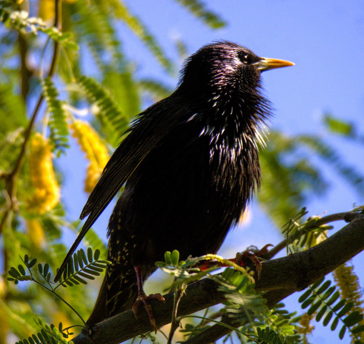 European Starling - Don Carney