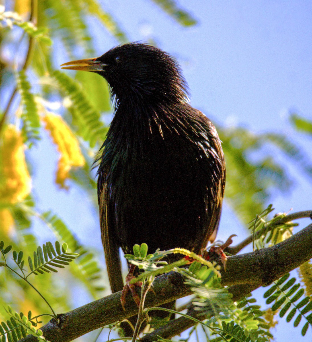 European Starling - Don Carney