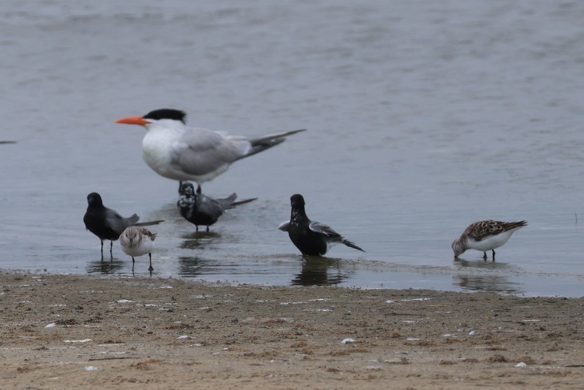 Royal Tern - Vern Bothwell