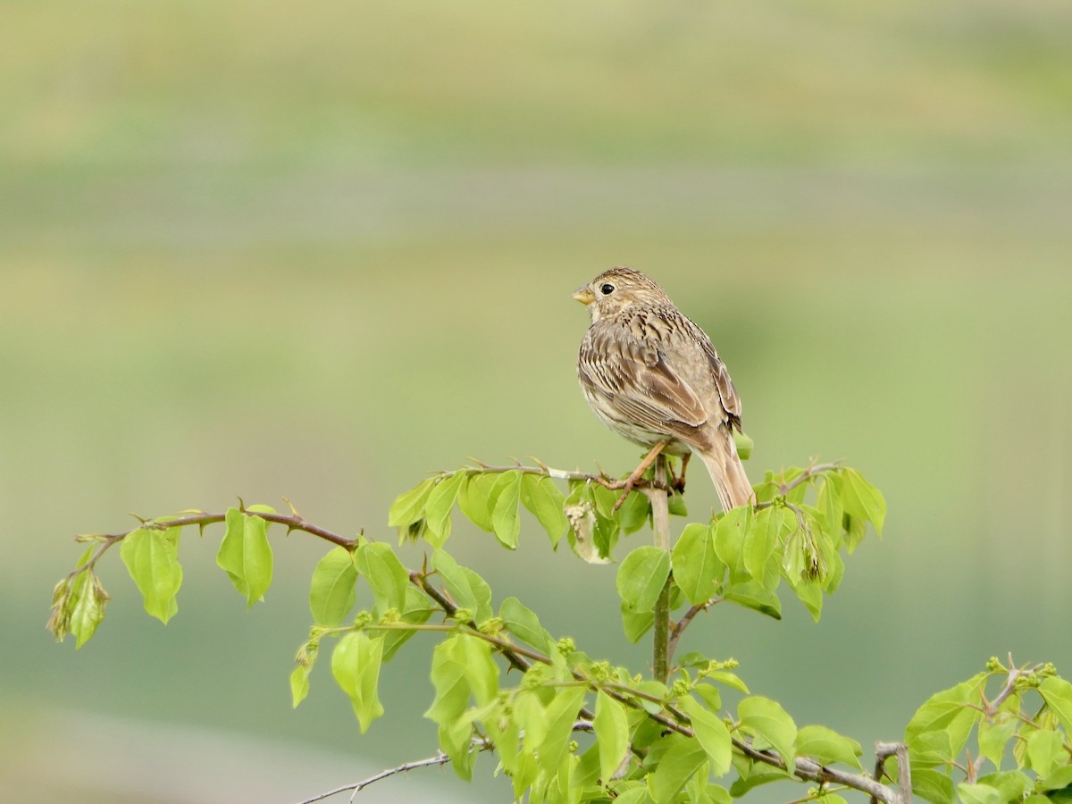 Corn Bunting - Hein Prinsen