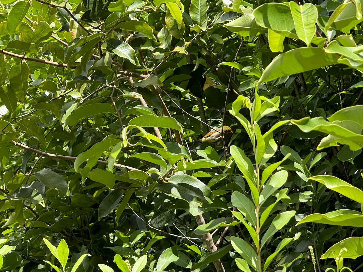 Red-billed Leiothrix - Samuel Murr