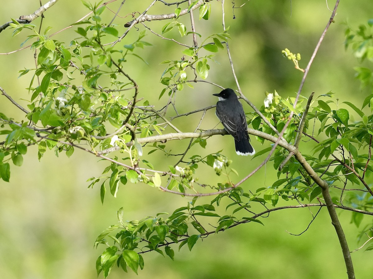 Eastern Kingbird - Stacy Rabinovitz