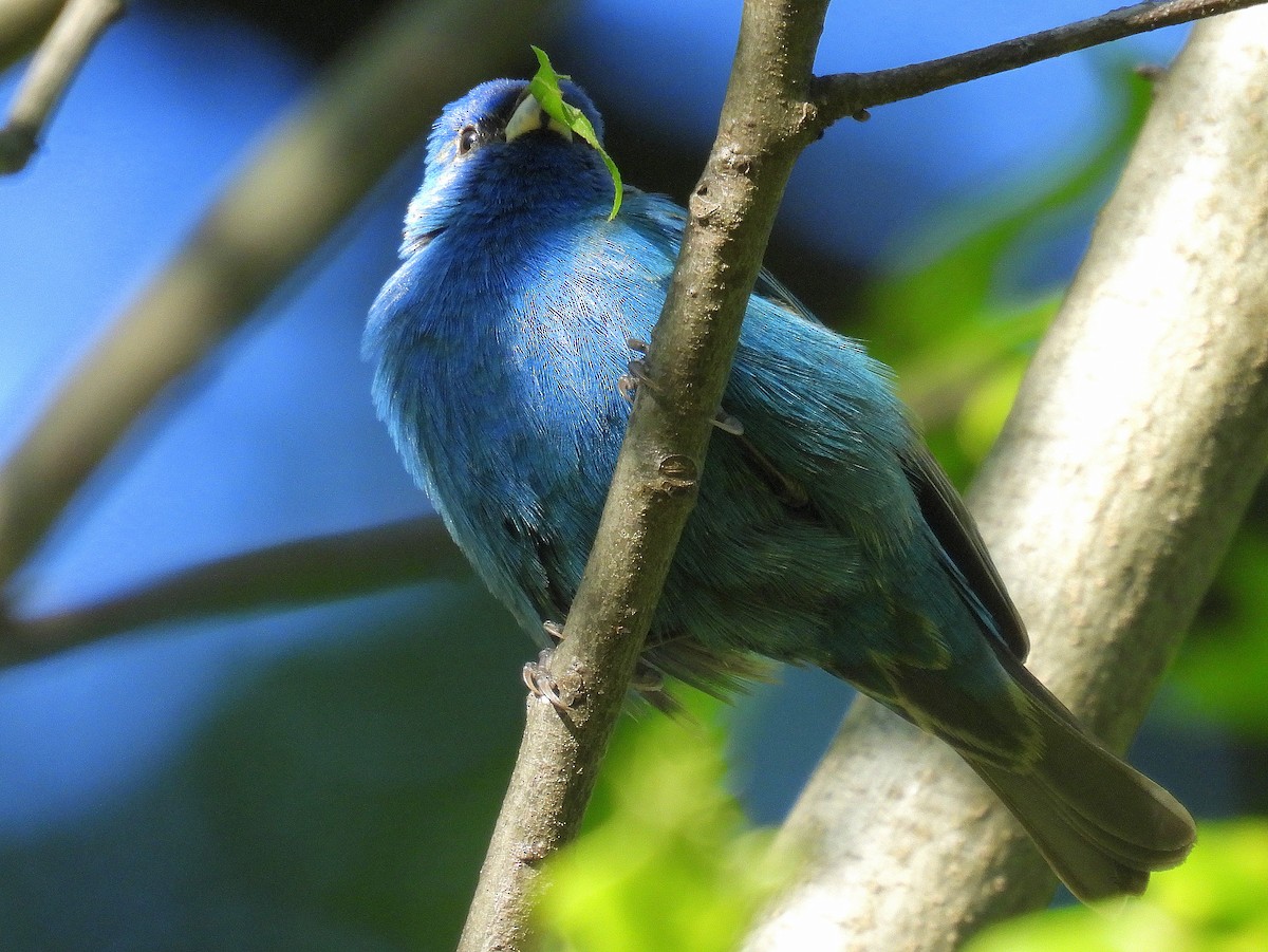 Indigo Bunting - Asher Perkins