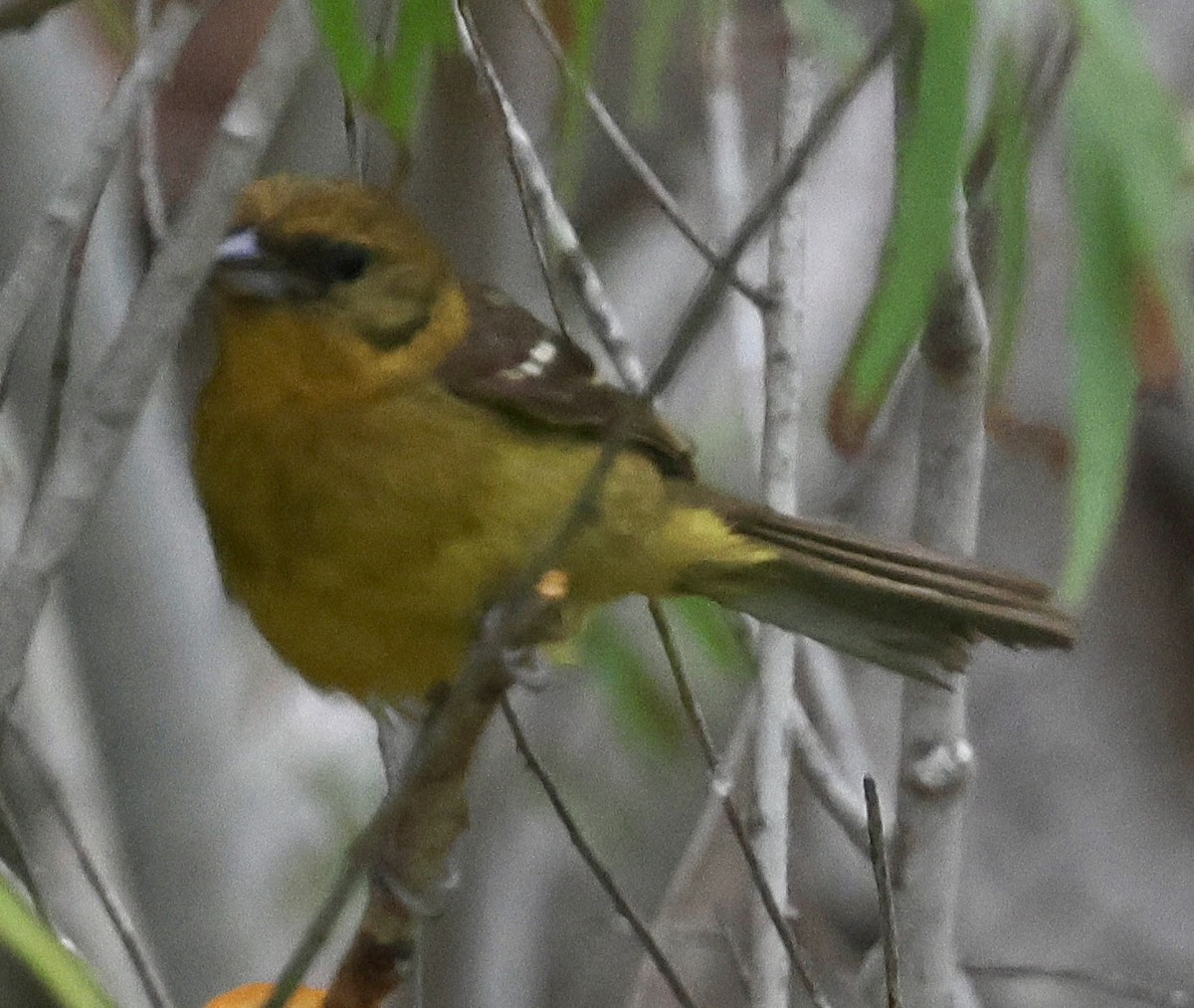 Flame-colored Tanager - Willie Sekula