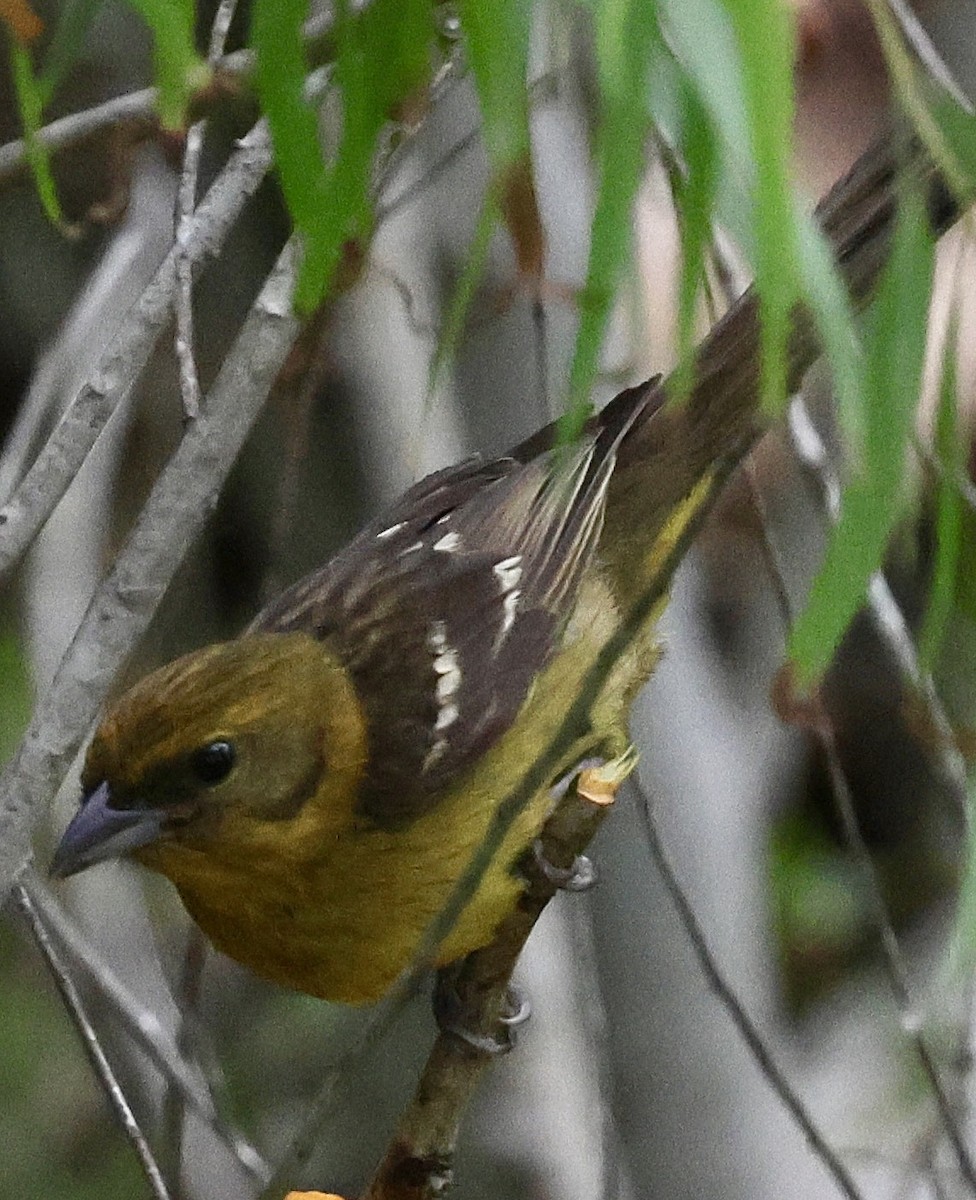 Flame-colored Tanager - Willie Sekula