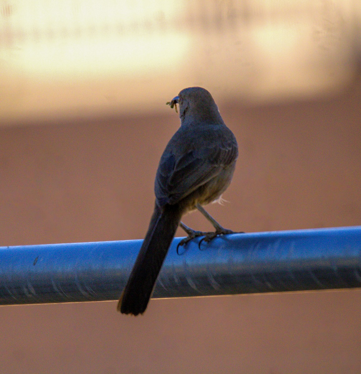 Curve-billed Thrasher - Don Carney