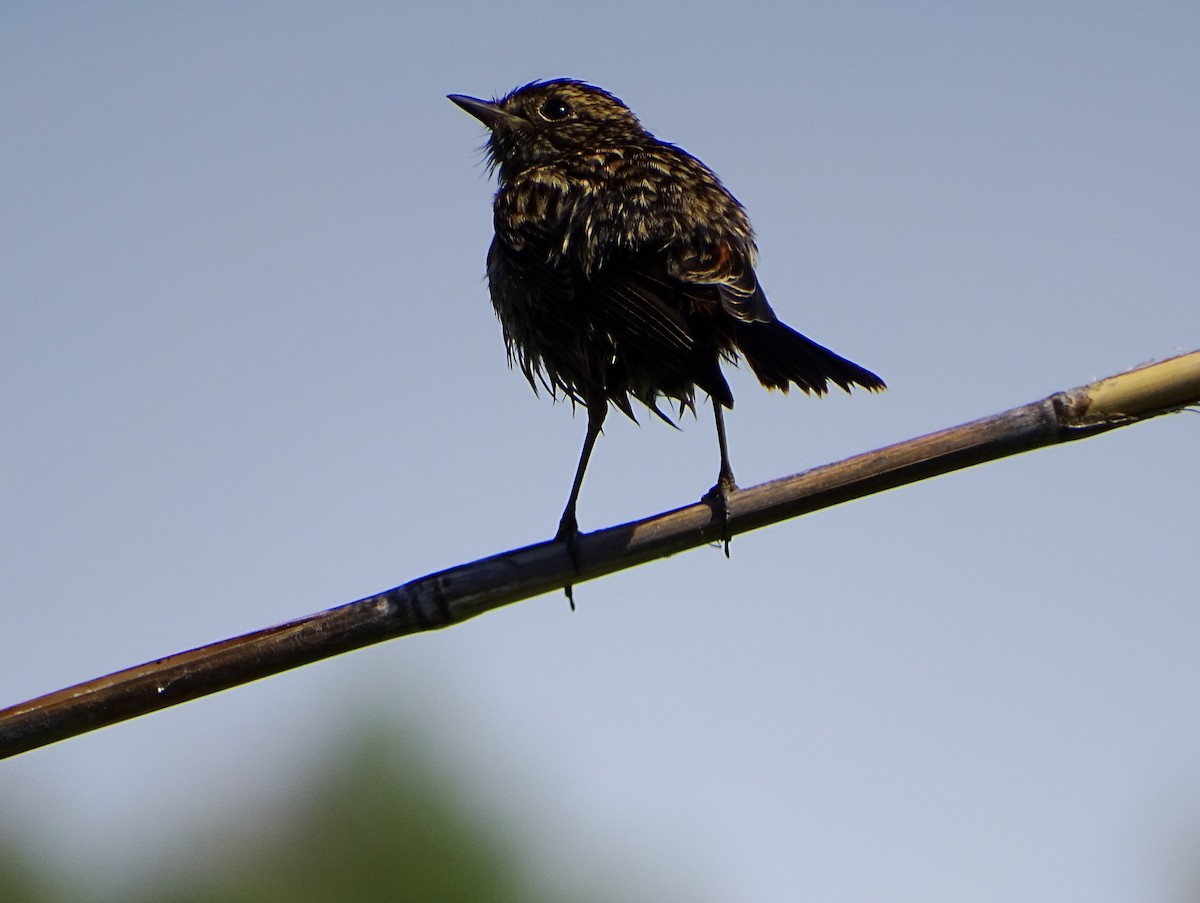 European Stonechat - Jesús Guerrero