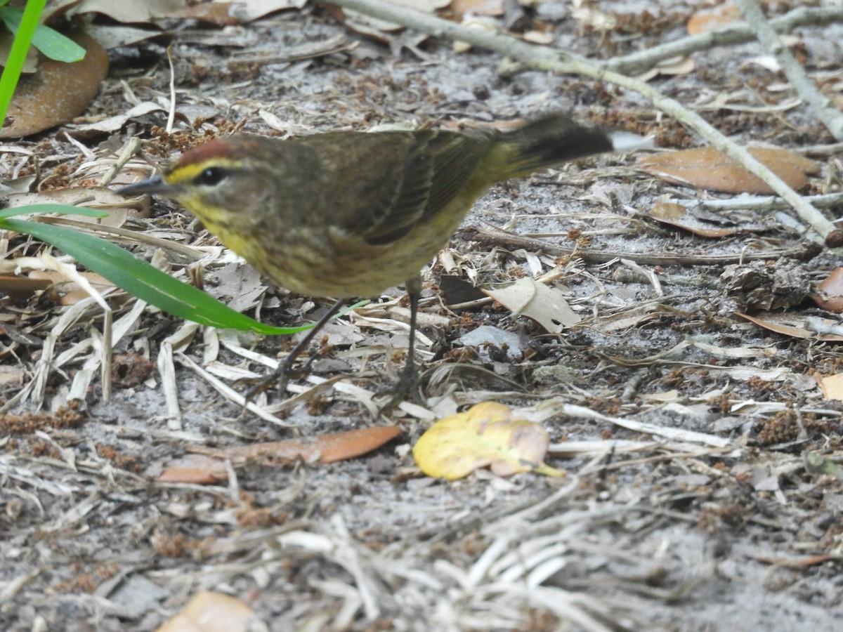 Palm Warbler - Kevin Sitton