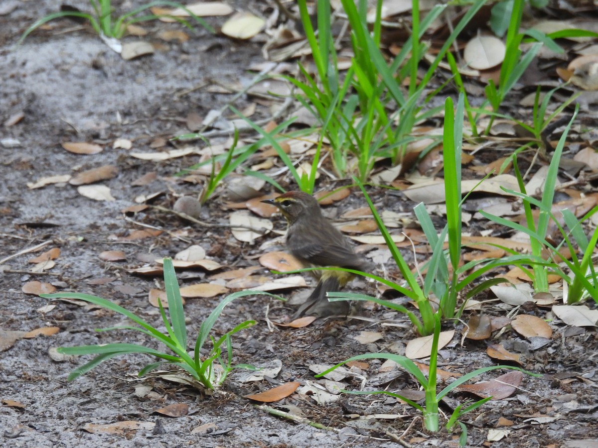 Palm Warbler - Kevin Sitton