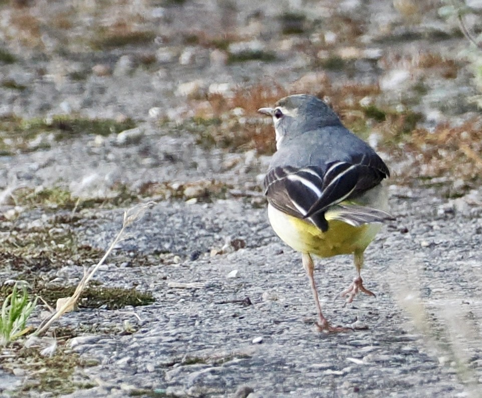 Gray Wagtail - Cheryl Cooper