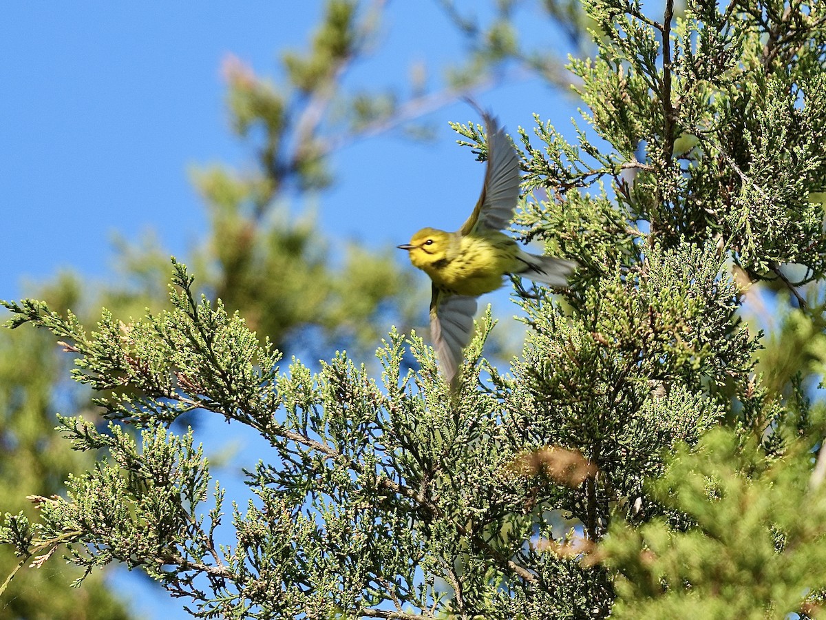 Prairie Warbler - Stacy Rabinovitz