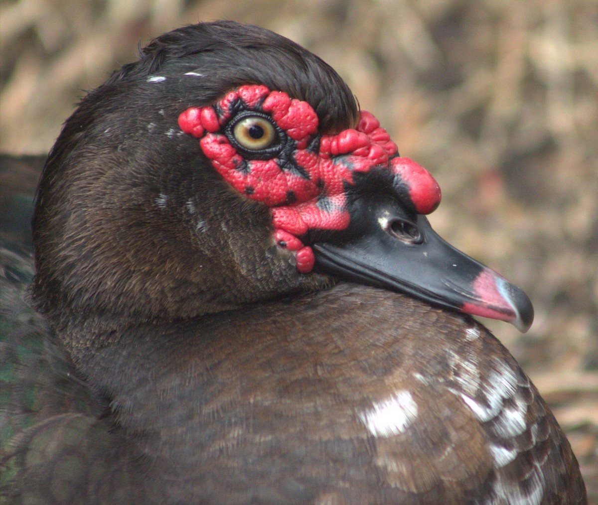 Muscovy Duck (Domestic type) - ML618822436