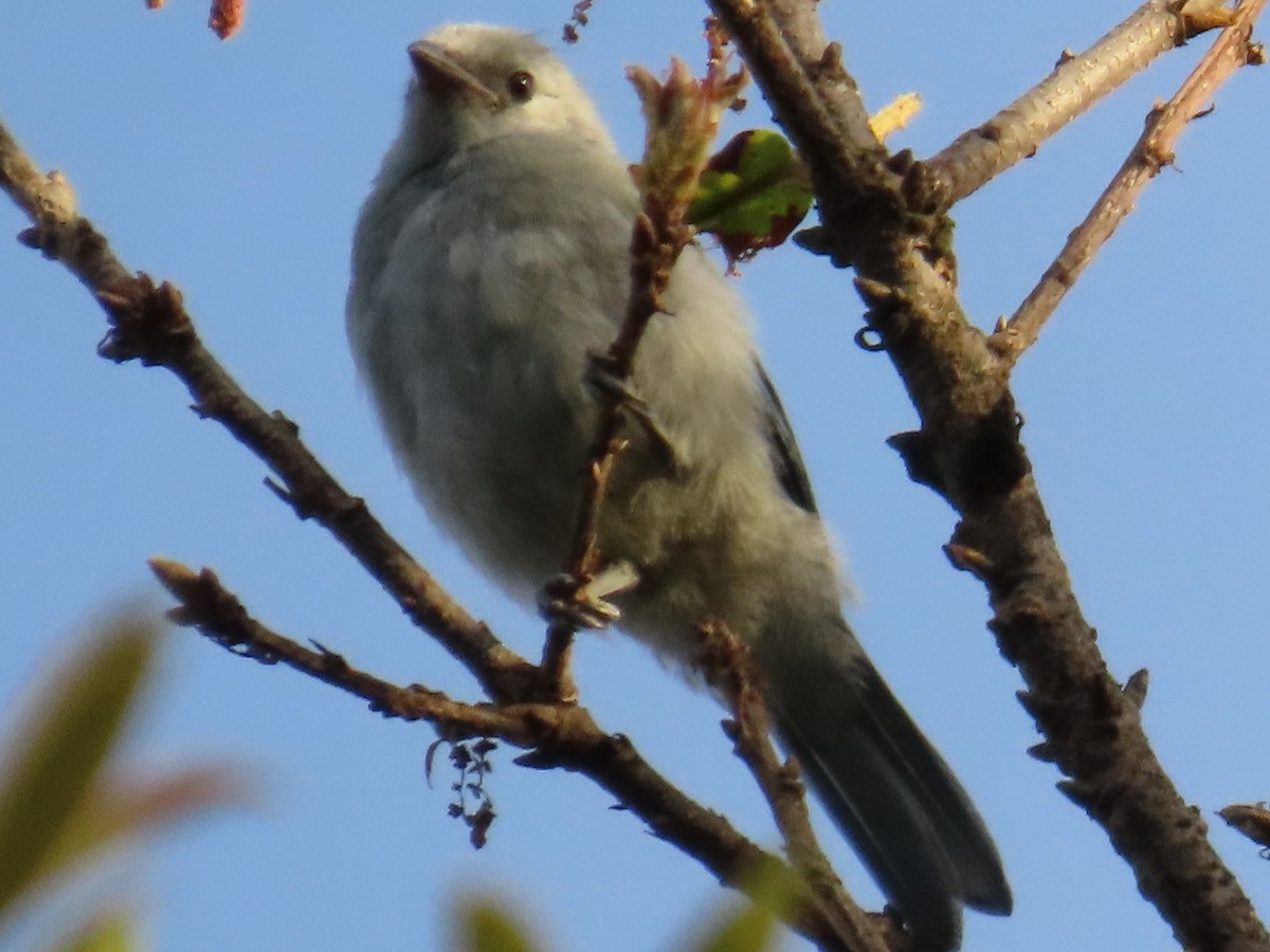 Blue-gray Tanager - Manuel Franco