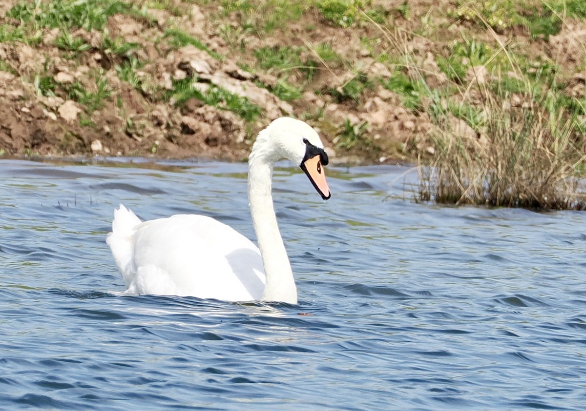 Mute Swan - ML618822452