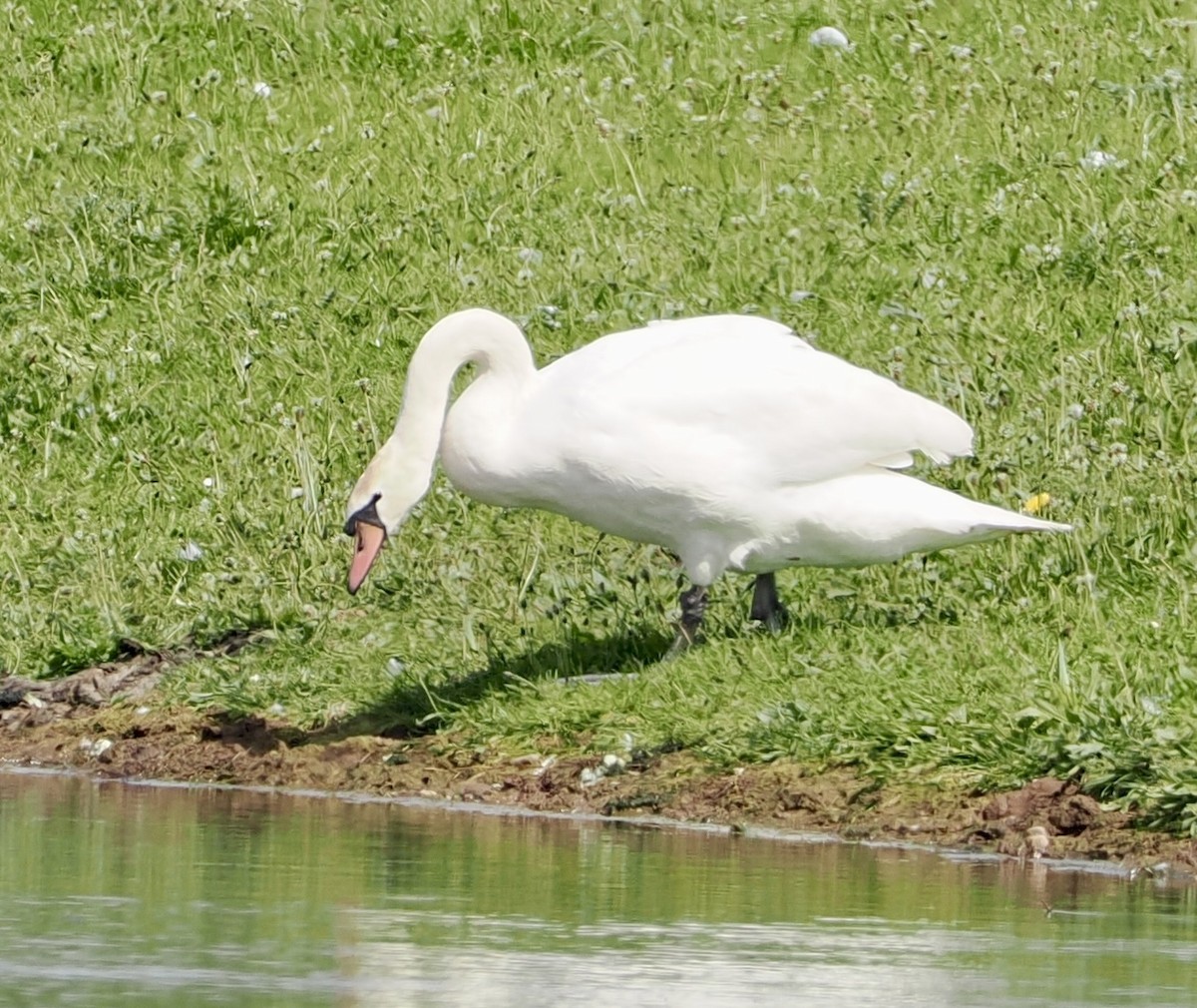 Mute Swan - Cheryl Cooper