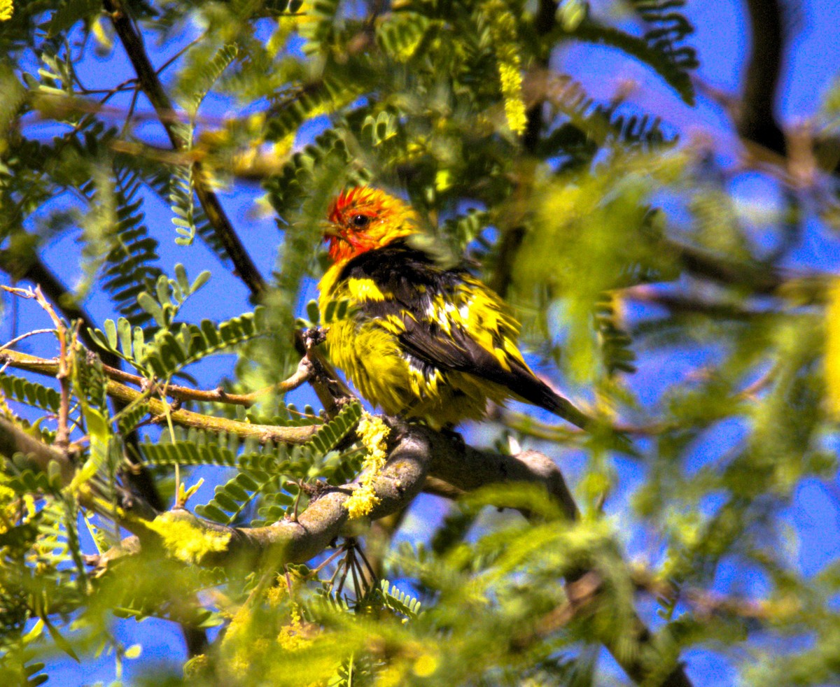 Western Tanager - Don Carney