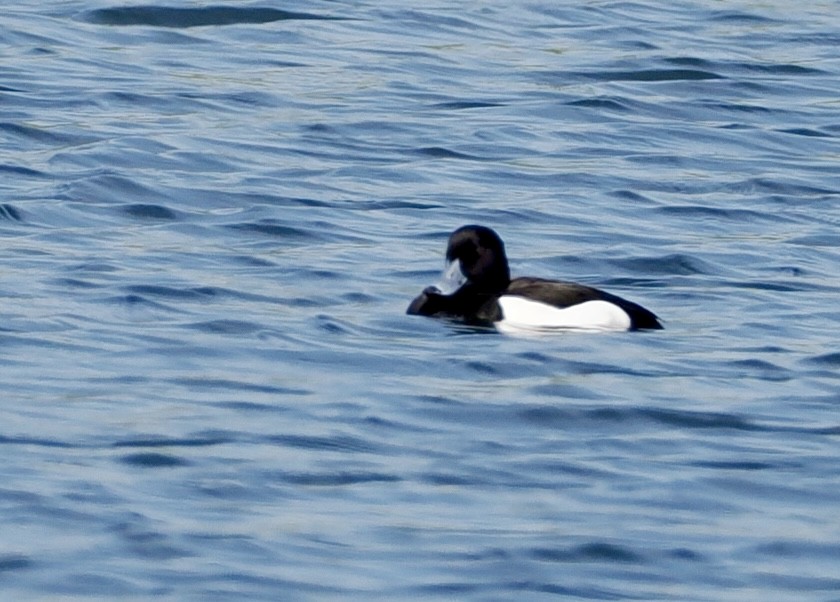 Tufted Duck - Cheryl Cooper