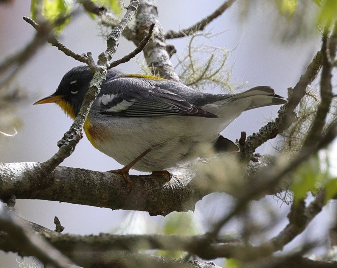 Northern Parula - Henry Zimberlin