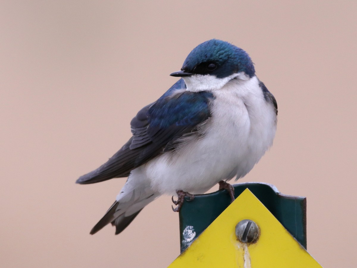 Tree Swallow - Jake McCumber