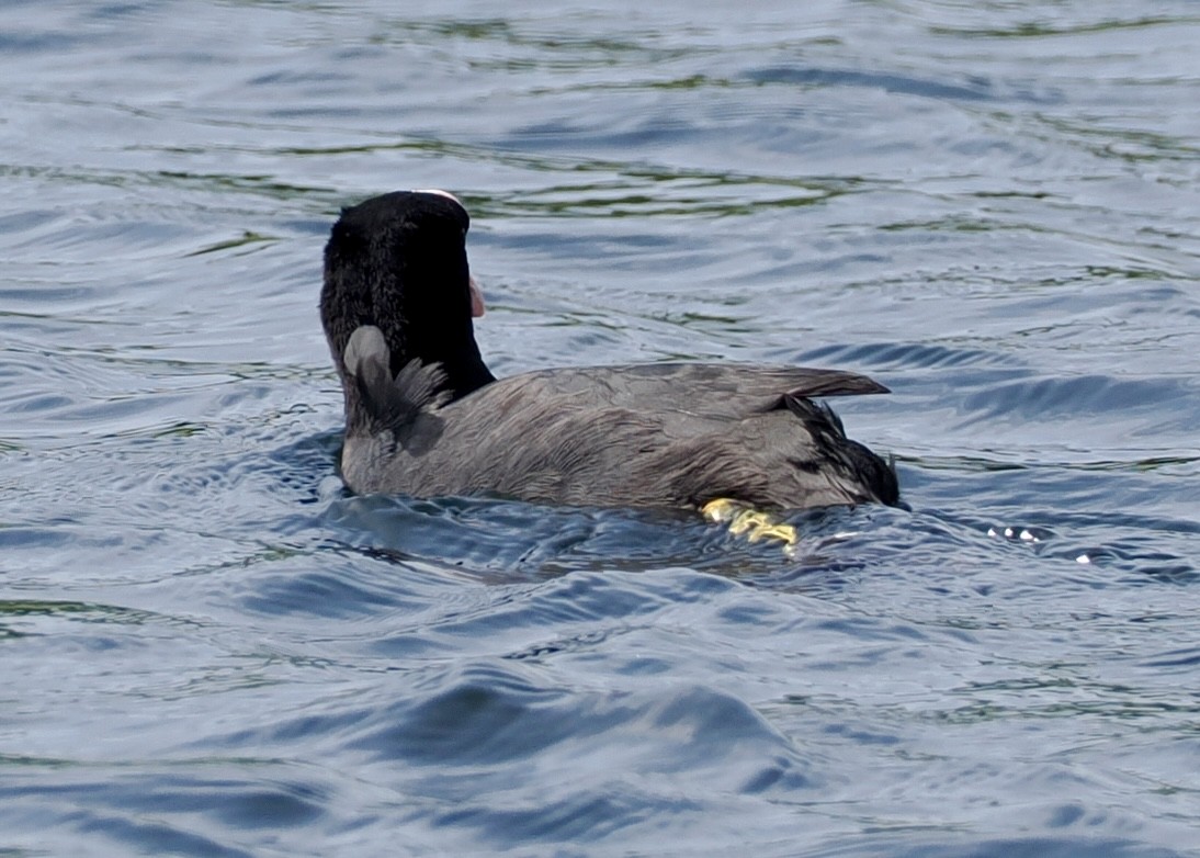 Eurasian Coot - Cheryl Cooper