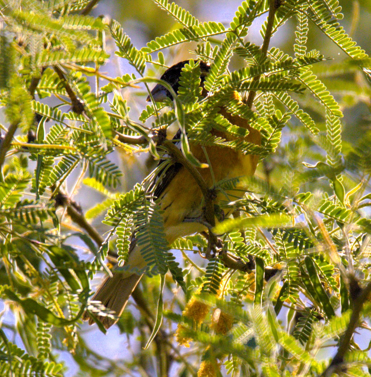 Black-headed Grosbeak - Don Carney