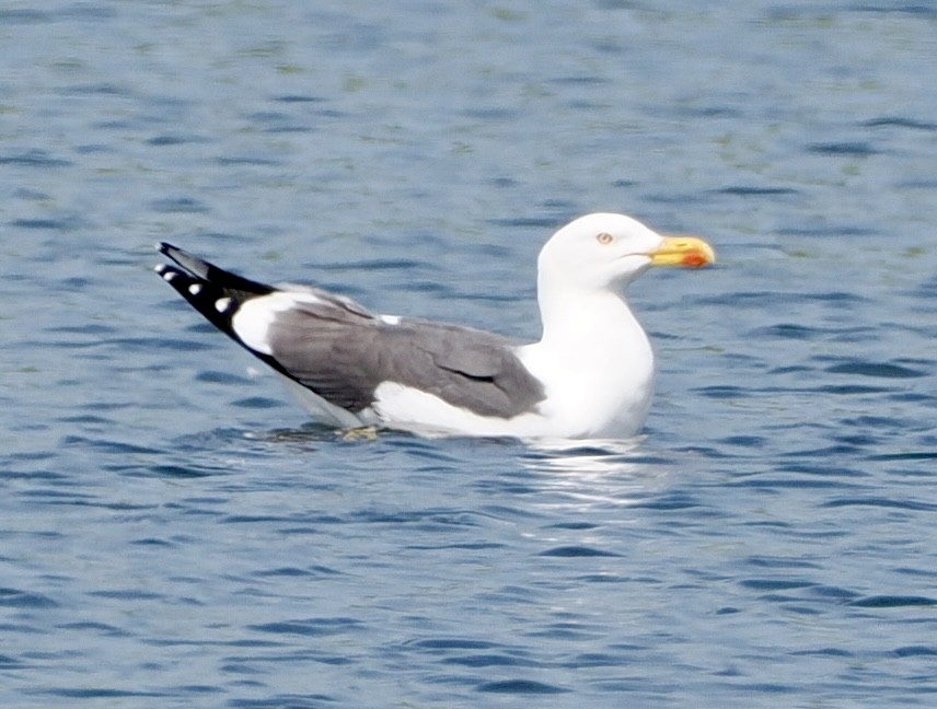 Lesser Black-backed Gull - ML618822483